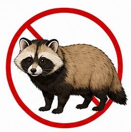 タヌキ