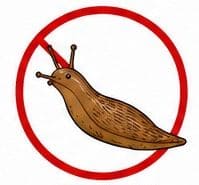 ナメクジ